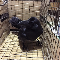 捕獲した鳥